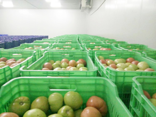 shanxi-vegetable-refrigeration-storage19 shanxi-refrigeración-almacenamiento-de-verduras19